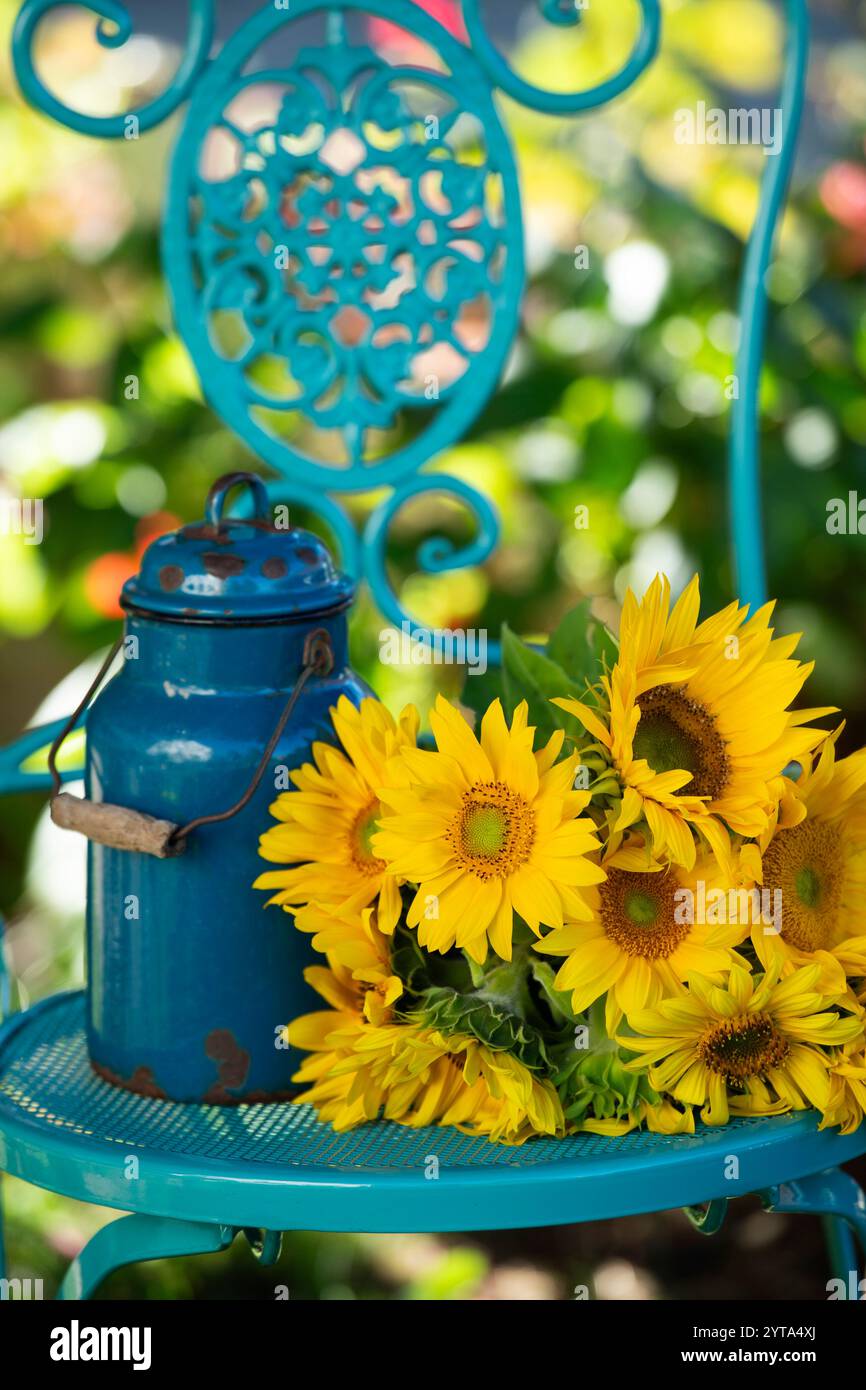 Tournesols sur un fauteuil de jardin Banque D'Images