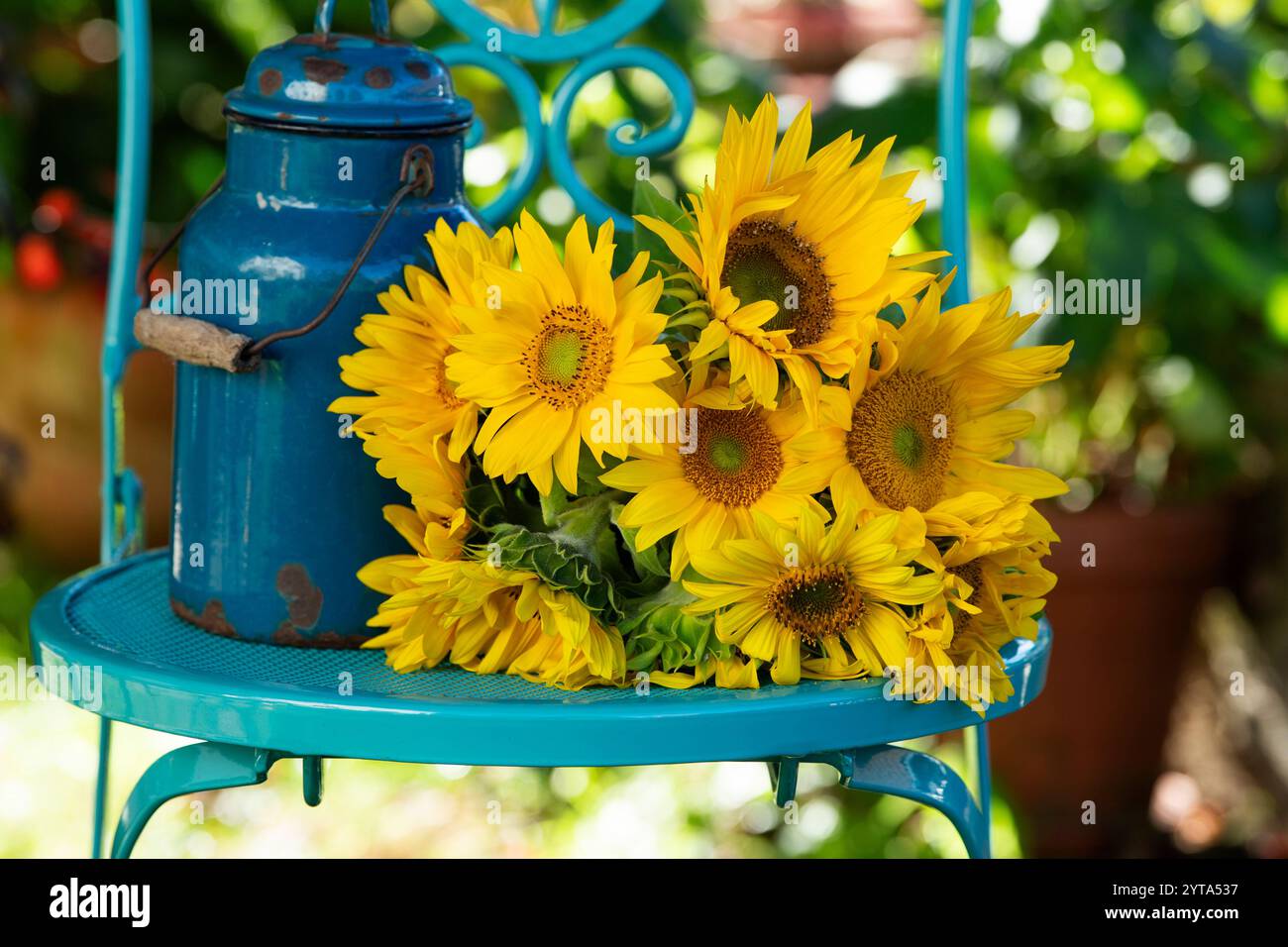 Tournesols sur un fauteuil de jardin Banque D'Images