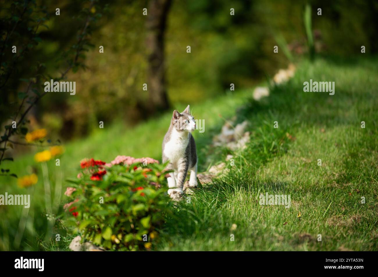 Jeune chat tabby dans le jardin Banque D'Images