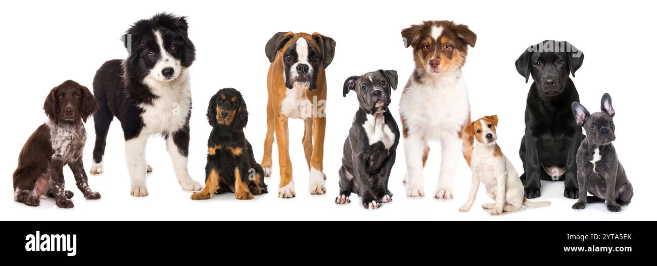 Groupe de chiots de différentes races de chiens Banque D'Images