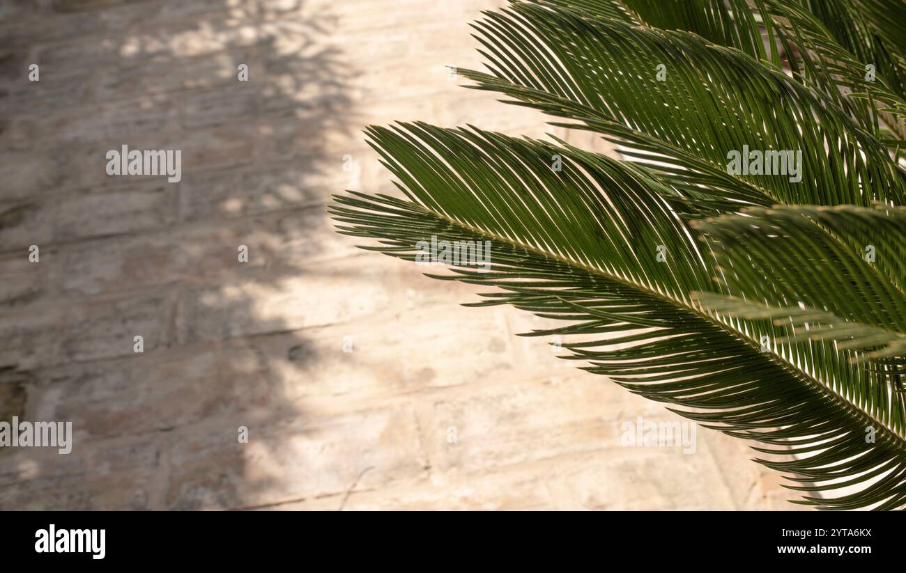 Fond d'été avec des feuilles de palmier et des ombres sur le sol en pierre pour un placement de produit. Sentiment de vacances à l'extérieur avec de l'espace pour le texte. Banque D'Images