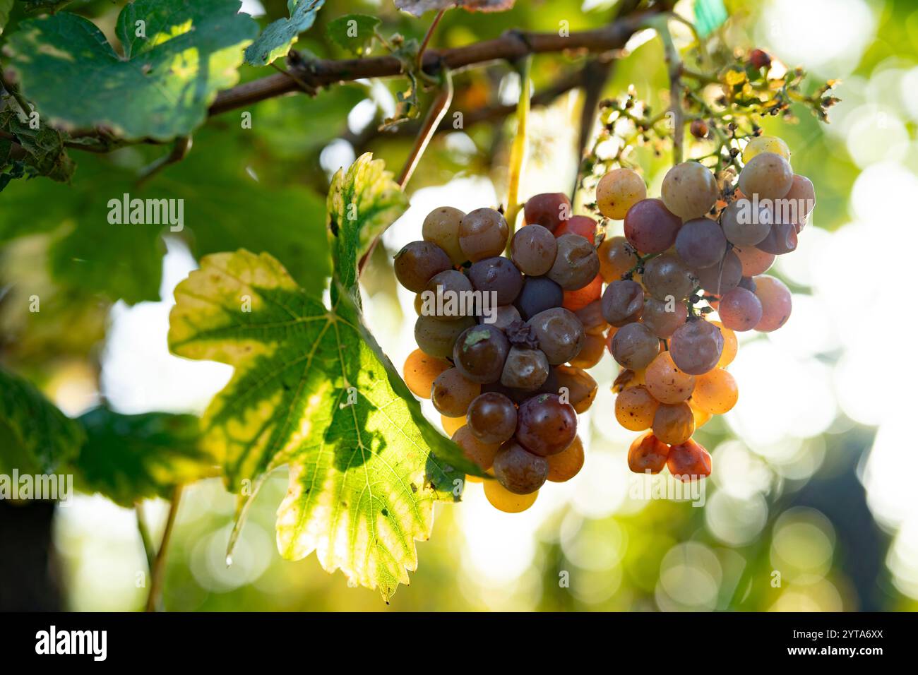 Vignoble au soleil d'automne avec des raisins mûrs. Gros plan sur des raisins mûrs lumineux sur vigne. Fond d'automne. Banque D'Images