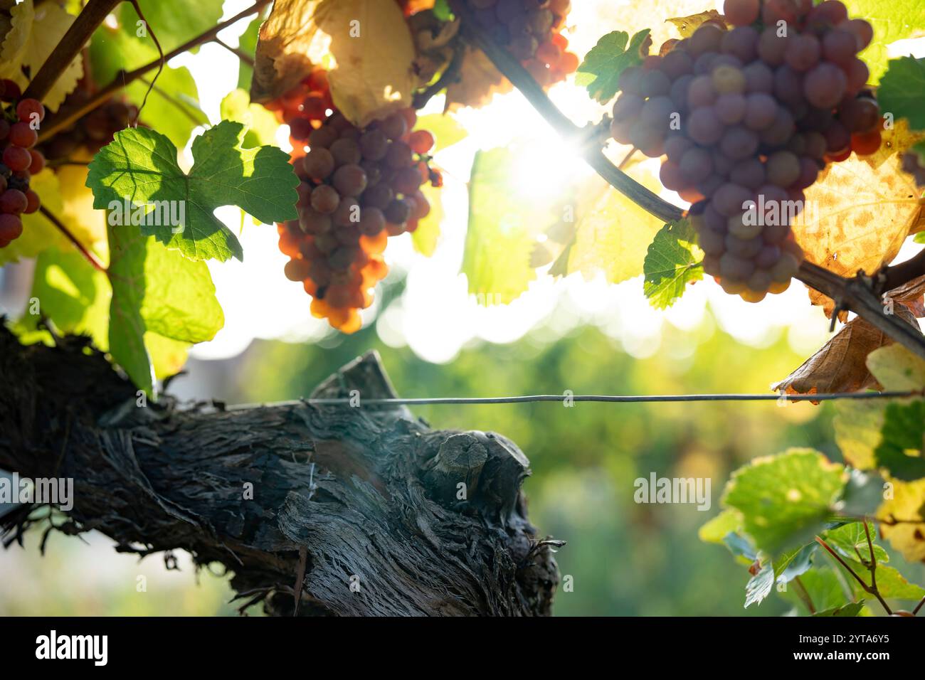 Vignoble au soleil d'automne avec des raisins mûrs. Gros plan sur des raisins mûrs lumineux sur vigne. Fond d'automne. Banque D'Images