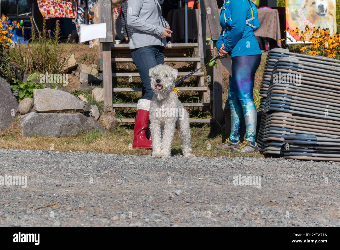 Morin-Heights, Québec, Canada, 17 septembre 2024 :chien Terrier Wheaten attendant son propriétaire au marché aux puces de la ville. Banque D'Images