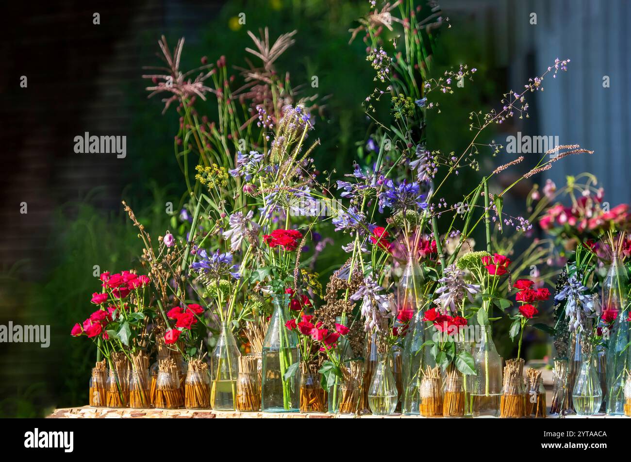 Belle décoration estivale avec beaucoup de vases en verre et de fleurs en rouge, violet et bleu Banque D'Images