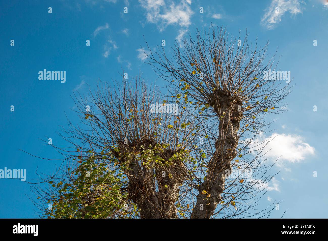 Linden arbre dans une avenue dans l'historique Lindenallee à Seestermühe dans le Schleswig-Holstein Banque D'Images