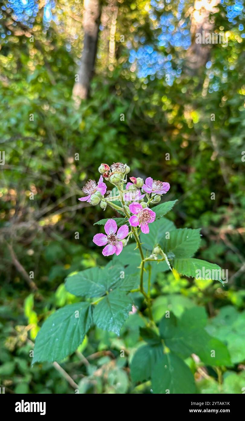 SeaTac, WA, US - 12 août 2023 : fleurs de mûre de l'Himalaya Banque D'Images