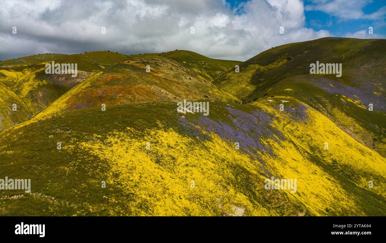 Avril 2023, CARRIZO PLAIN NATIONAL MONUMENT, États-Unis - marguerites jaunes et lupin pendant Superbloom de 2023 dans Carrizo Plain National Monument, Californie Banque D'Images