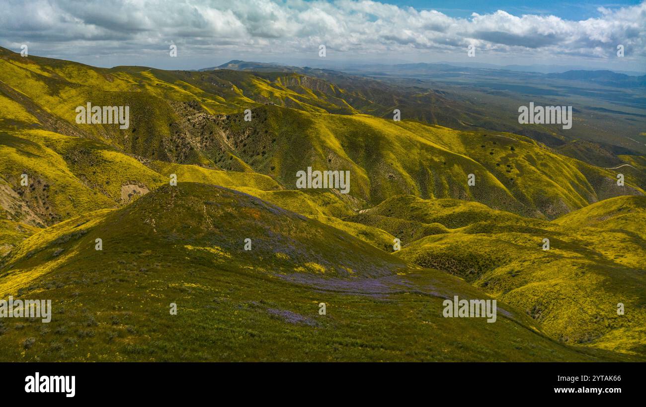 Avril 2023, CARRIZO PLAIN NATIONAL MONUMENT, États-Unis - marguerites jaunes et lupin pendant Superbloom de 2023 dans Carrizo Plain National Monument, Californie Banque D'Images