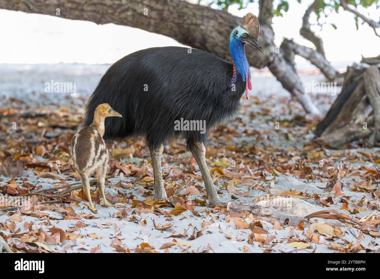 Un cassoar mâle et un jeune poussin célibataire se déplacent sur une plage dans l'extrême nord tropical du Queensland pour chercher des fruits tombés de la forêt et de la nourriture laissée par les touristes Banque D'Images