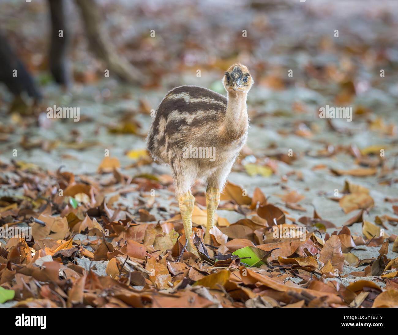 Gros plan d'un poussin cassoar du sud debout dans une litière de feuilles à l'ombre d'amandiers de plage regardant directement derrière la caméra. Banque D'Images