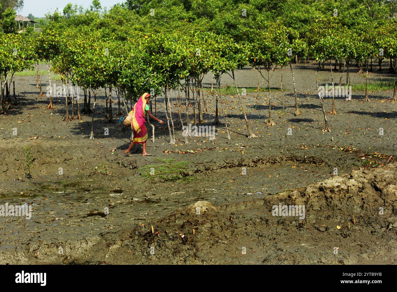 Une femme recueille les corbeaux d'une rivière dans les Sundarbans. La plus grande forêt de mangroves du monde Sundarbans, célèbre pour le tigre royal du Bengale et l'UNESCO World Her Banque D'Images