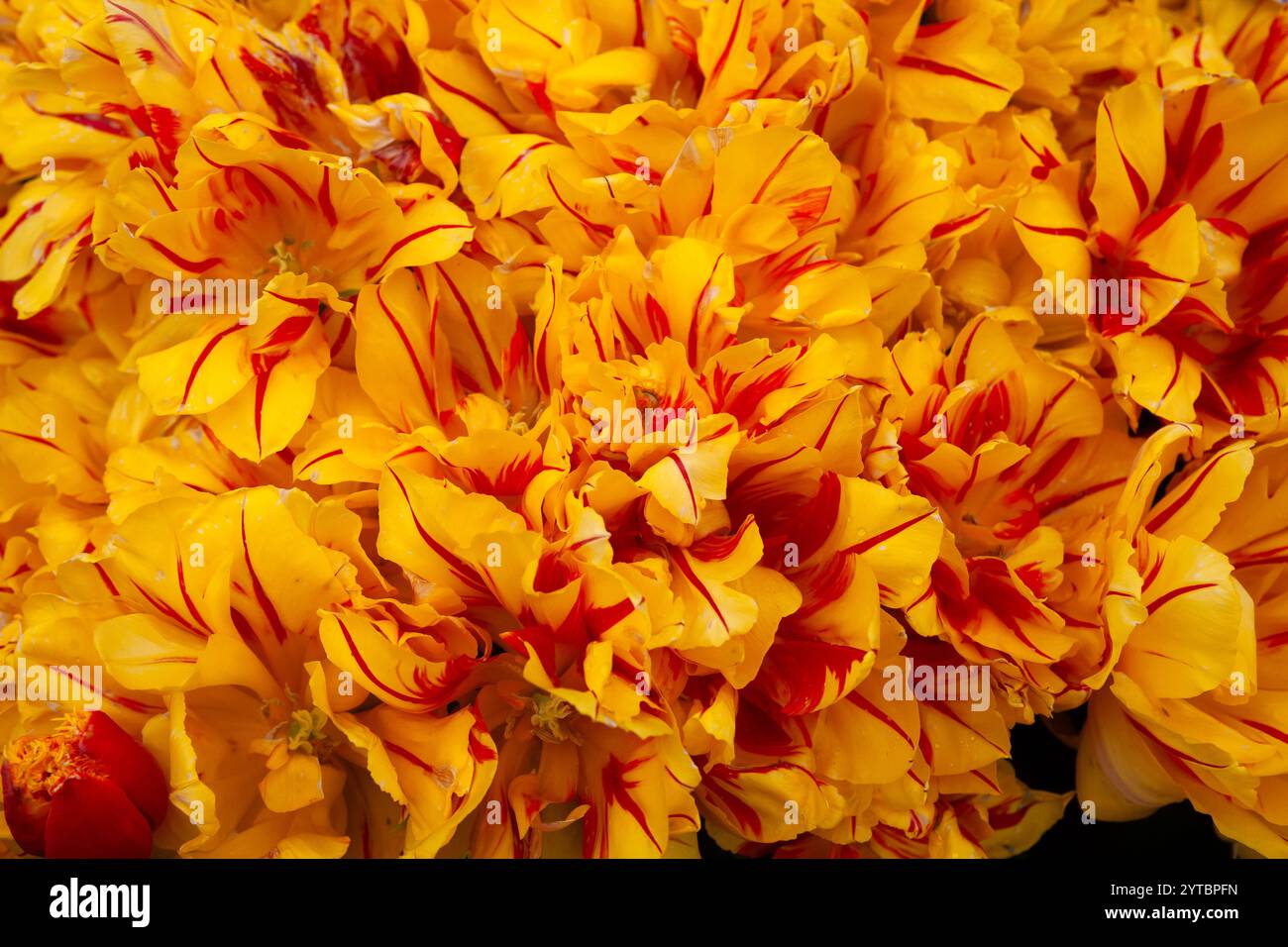 Un petit groupe de tulipes doubles rouges et jaunes 'Golden Nizza', jardins du château d'Arundel, West Sussex, Royaume-Uni Banque D'Images