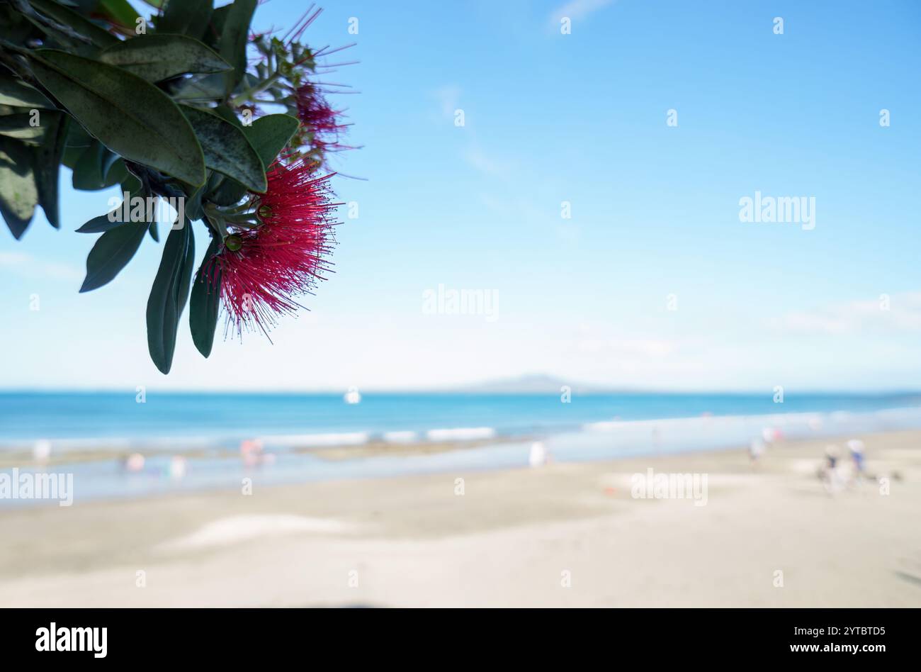 Arbres Pohutukawa en pleine floraison. L'île de Rangitoto floue au loin. Des gens méconnaissables jouant sur la plage de Takapuna. Auckland. Banque D'Images