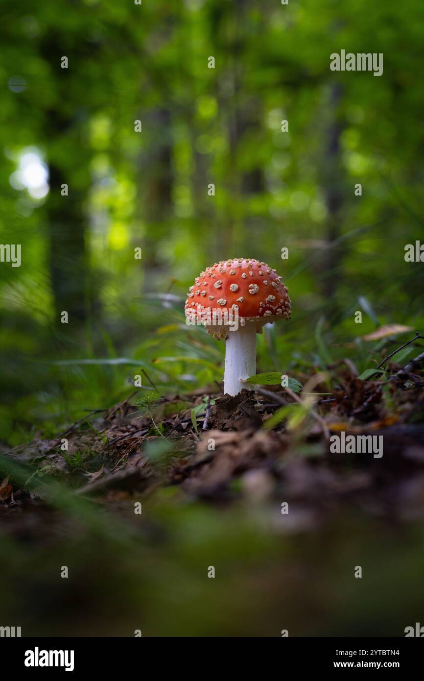 Un beau champignon agarique à la mouche poussant dans la forêt au début de l'automne. Paysage boisé naturel en Lettonie, Europe du Nord. Banque D'Images