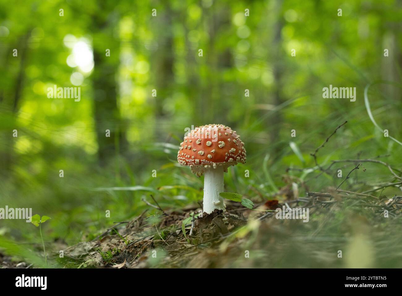 Un beau champignon agarique à la mouche poussant dans la forêt au début de l'automne. Paysage boisé naturel en Lettonie, Europe du Nord. Banque D'Images