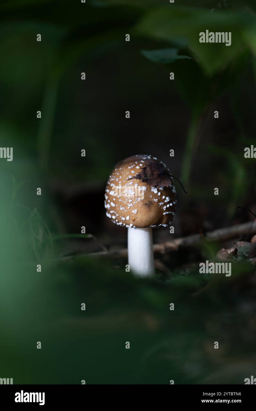 Un beau champignon agarique à la mouche poussant dans la forêt au début de l'automne. Paysage boisé naturel en Lettonie, Europe du Nord. Banque D'Images