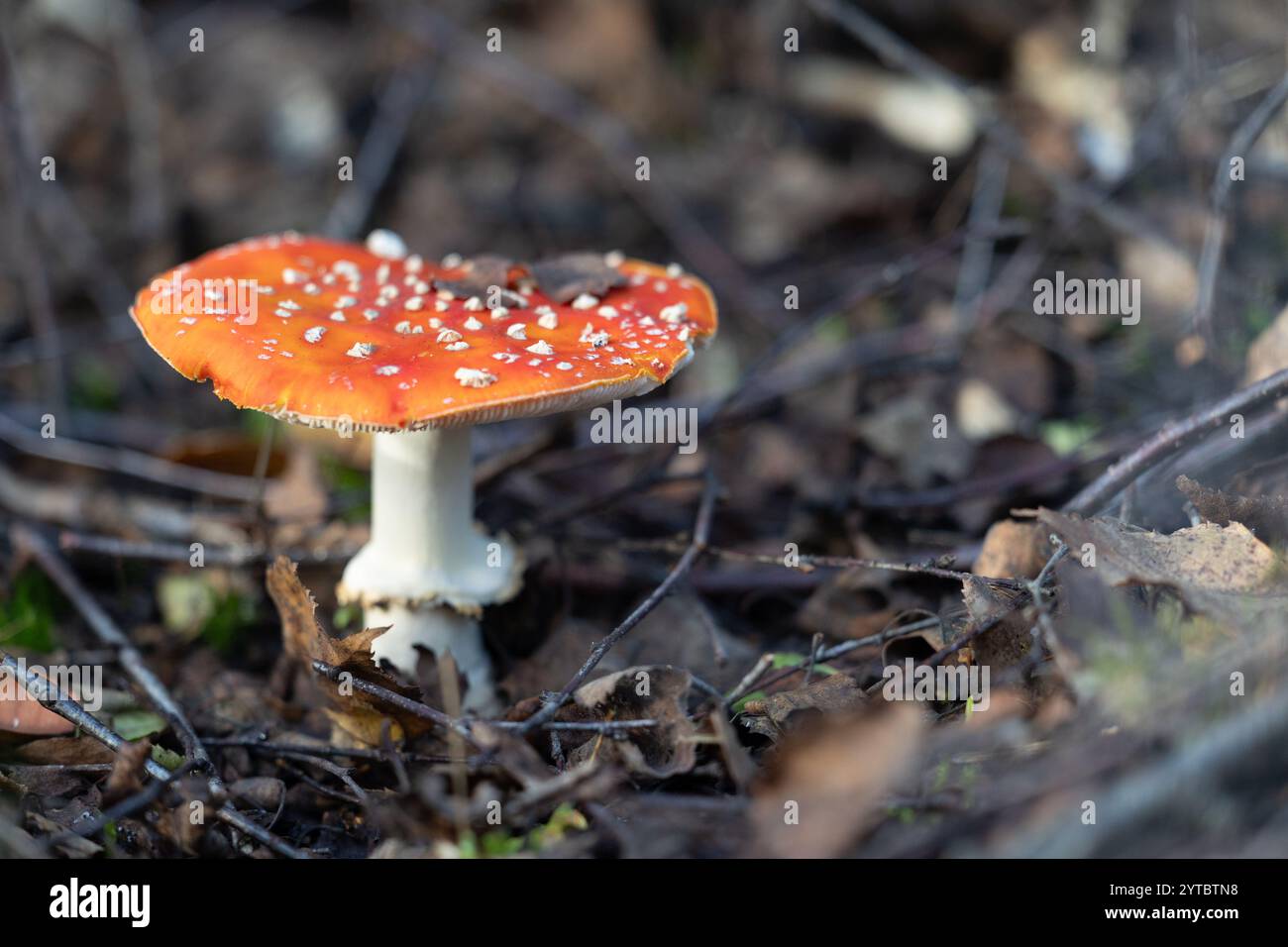 Un beau champignon agarique à la mouche poussant dans la forêt au début de l'automne. Paysage boisé naturel en Lettonie, Europe du Nord. Banque D'Images