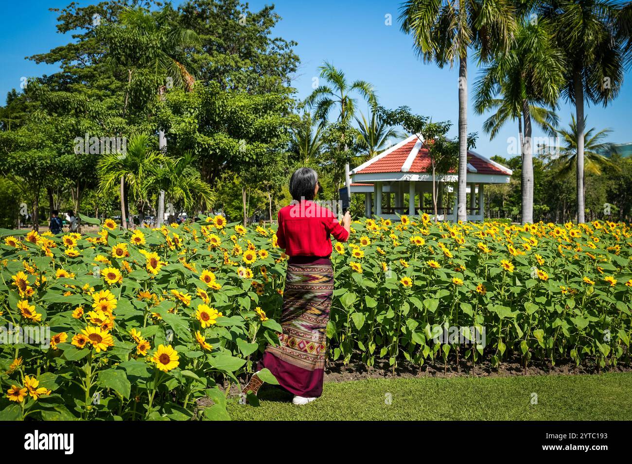 Bangkok, Thaïlande. 06th Dec, 2024. Une femme portant un sarong traditionnel est vue en train de se prendre en photo dans le champ de tournesol fleuri, au parc Chatuchak, à Bangkok. Chatuchak Park est un parc public à Bangkok, offrant une retraite paisible avec des espaces verts, un lac et des zones de loisirs loin de l'agitation de la ville. Crédit : SOPA images Limited/Alamy Live News Banque D'Images
