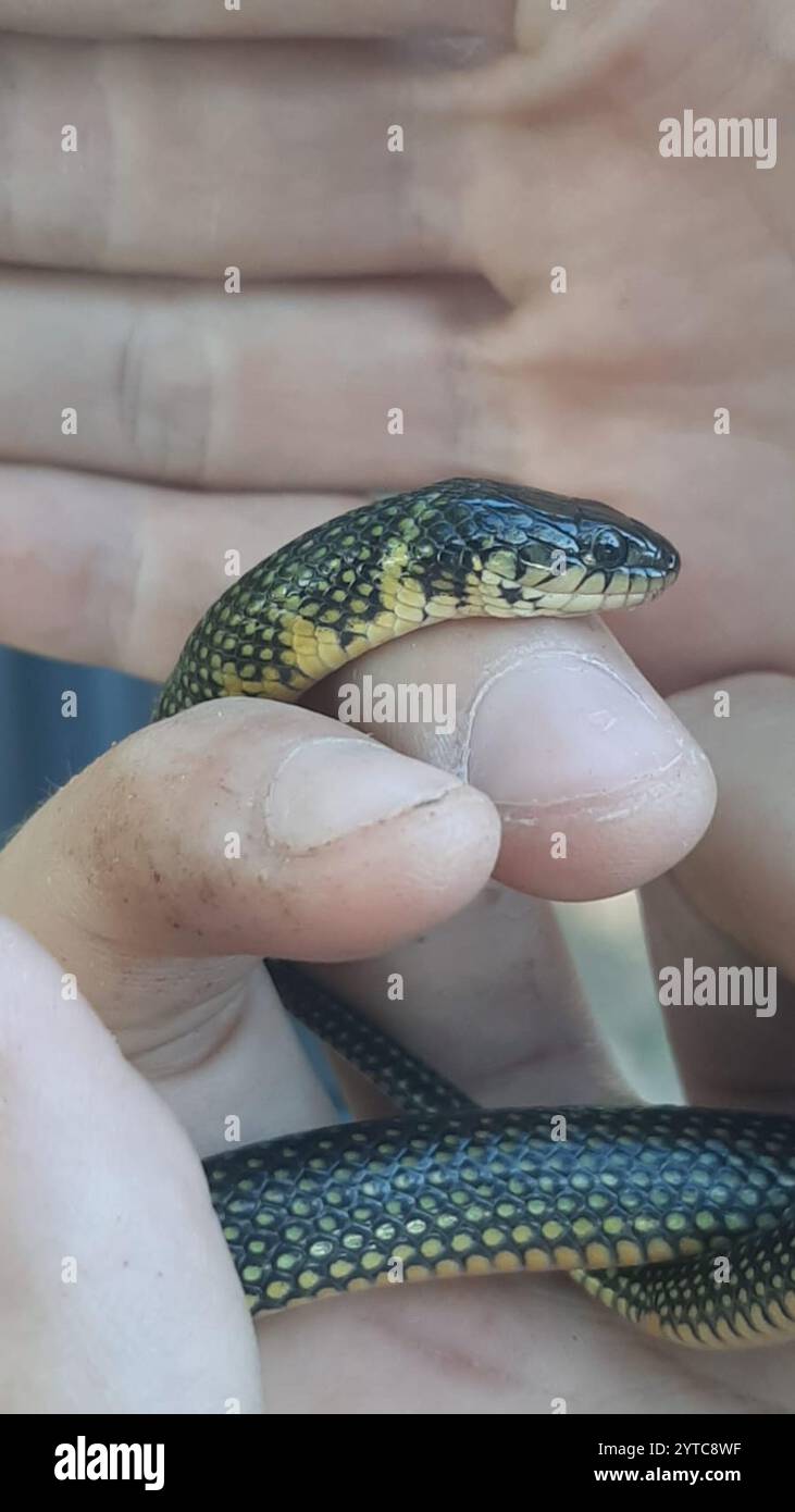 Serpent terrestre militaire (Erythrolamprus miliaris) Banque D'Images