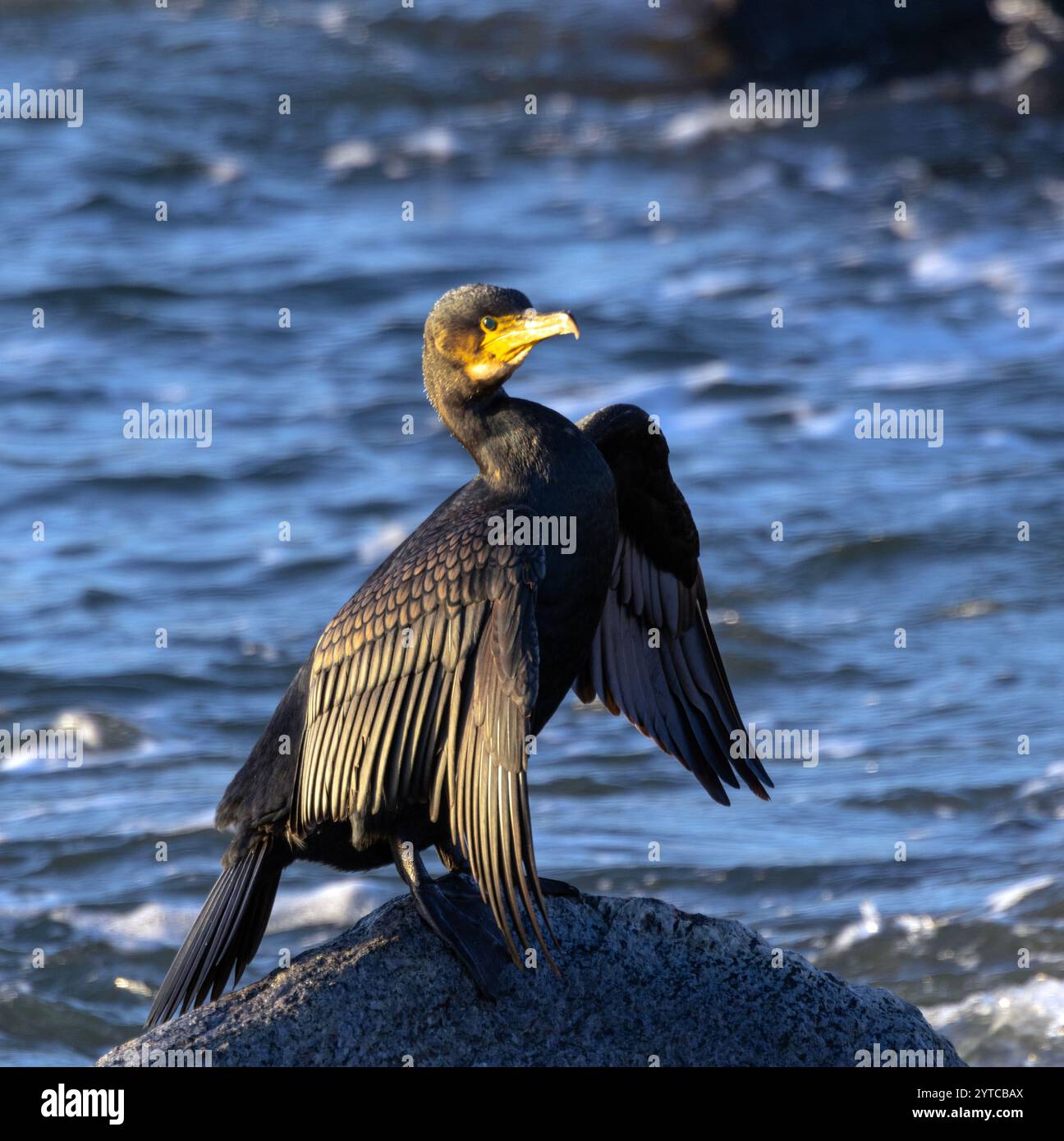 Un Cormoran est assis sur un rocher avec ses ailes dehors pour sécher dans le soleil d'hiver. Garder le plumage sec et propre est essentiel pour rester rationalisé Banque D'Images