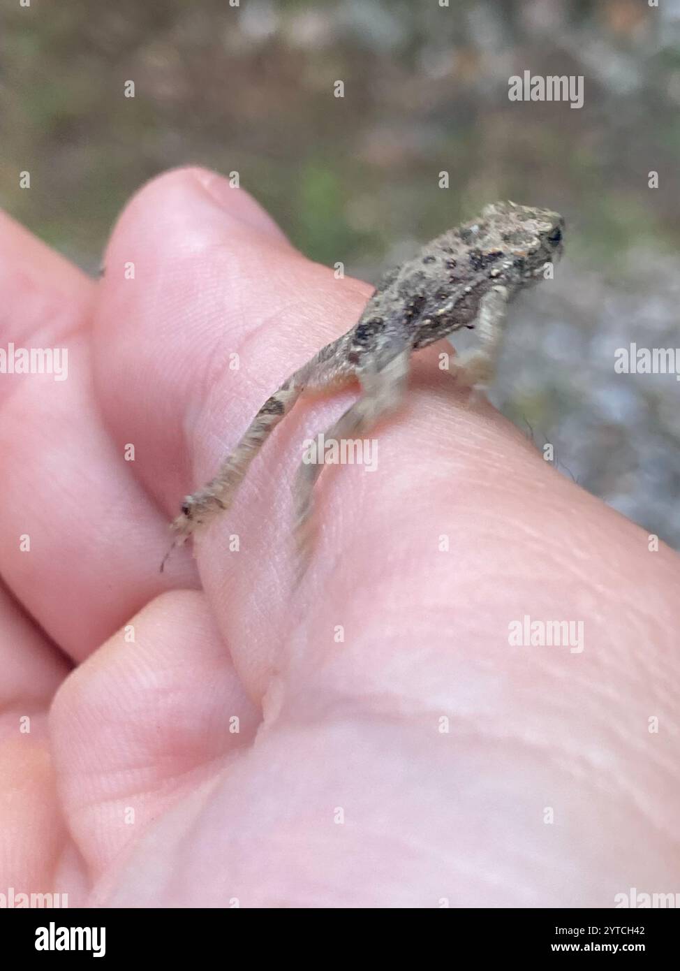 Crapaud variable (Bufotes viridis sitibundus) Banque D'Images