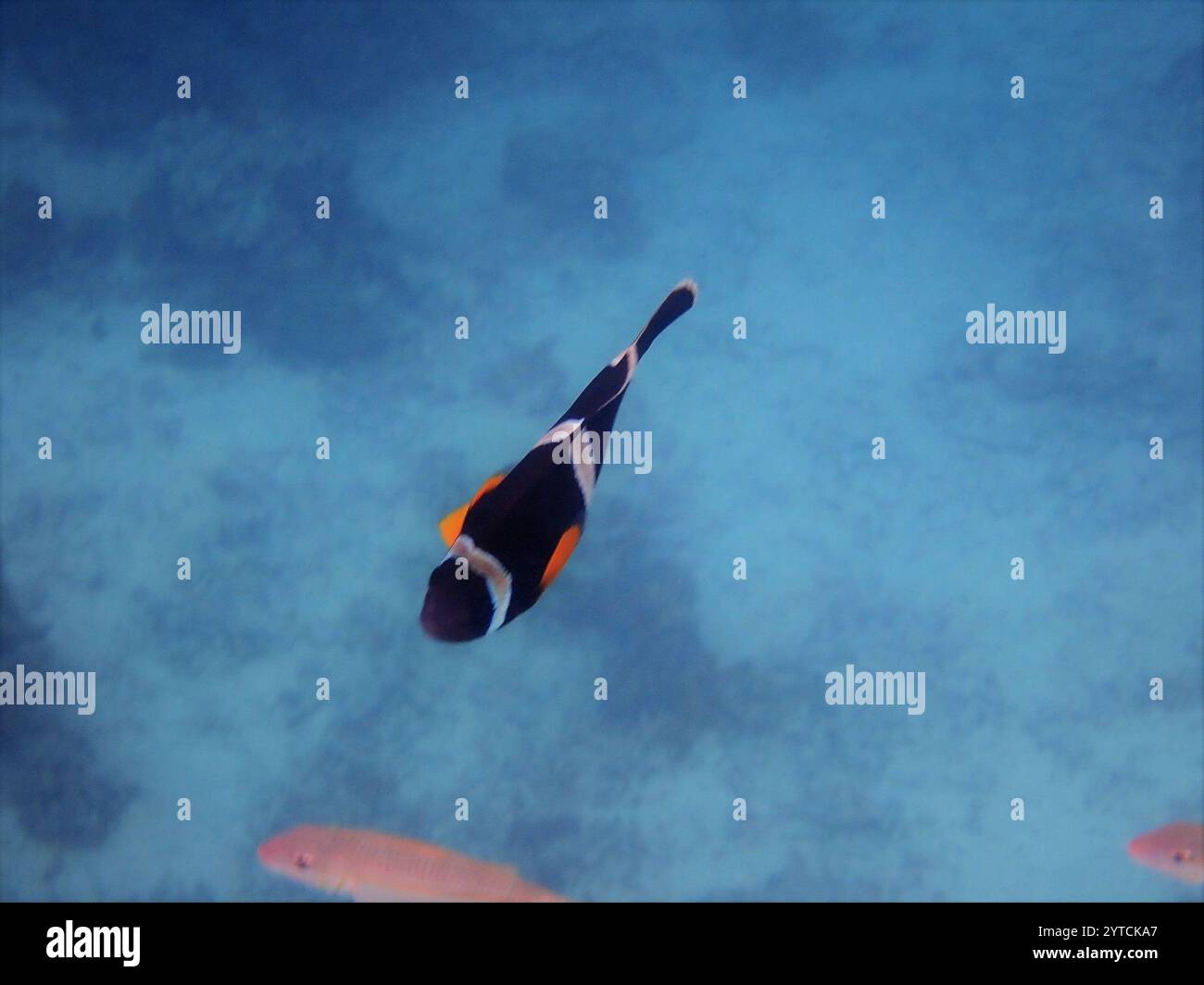 Anemonefish mauricien (Amphiprion chrysogaster) Banque D'Images