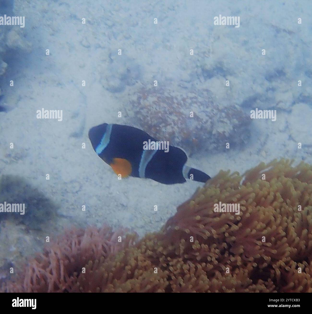 Anemonefish mauricien (Amphiprion chrysogaster) Banque D'Images