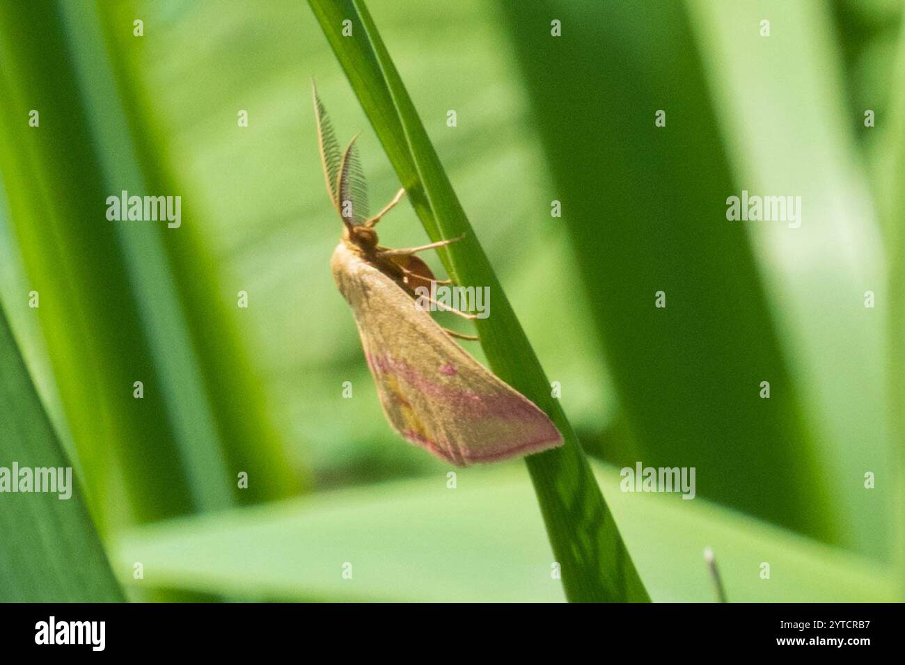Teigne géomètre de l'aspersion (Haematopis grataria) Banque D'Images