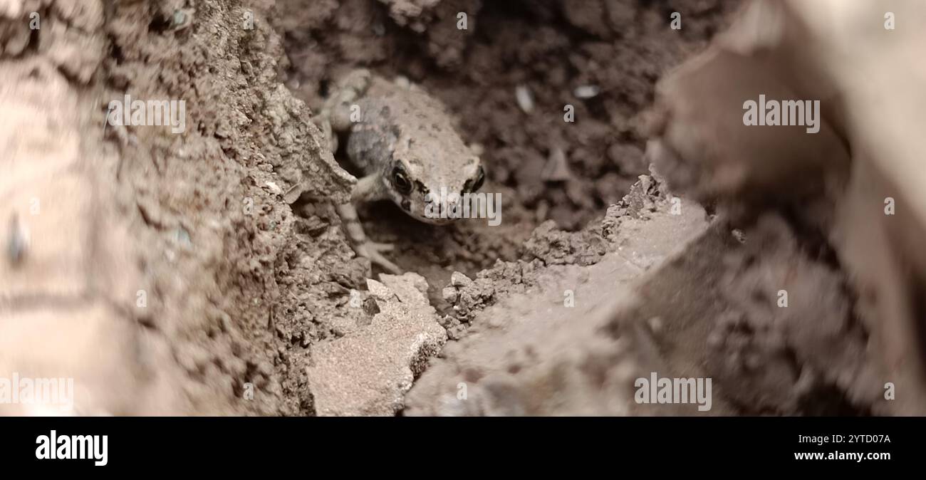 Crapaud variable (Bufotes viridis sitibundus) Banque D'Images