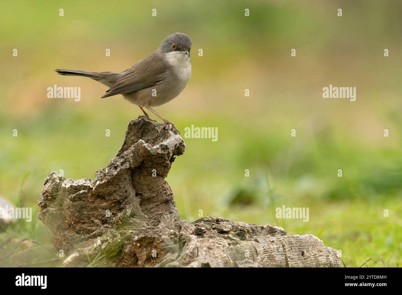 Paruline sarde femelle à la première lumière dans une forêt de chênes méditerranéens Banque D'Images