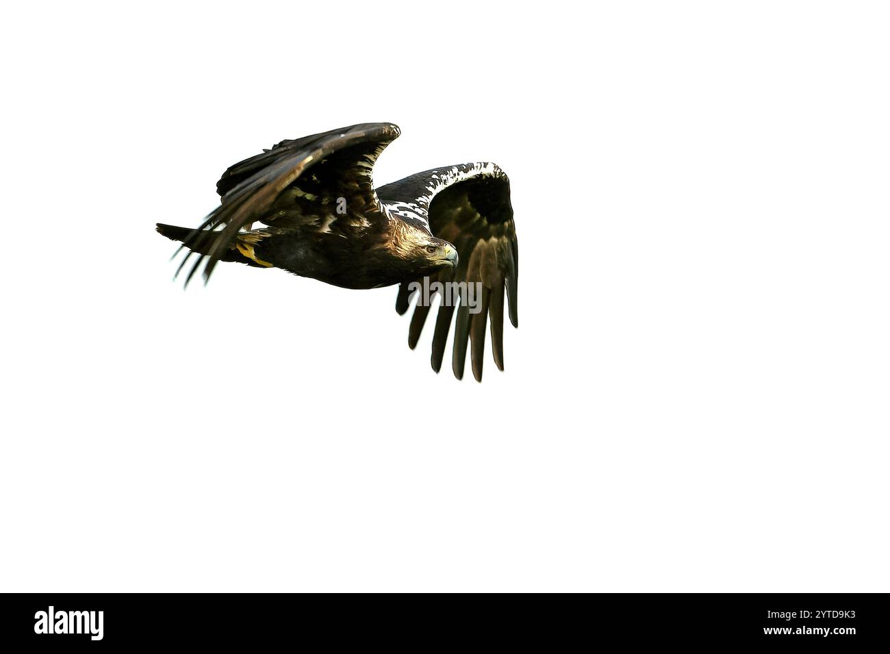 Aigle impérial espagnol adulte en vol dans une prairie méditerranéenne aux premières lueurs d'une journée ensoleillée à la fin de l'automne Banque D'Images