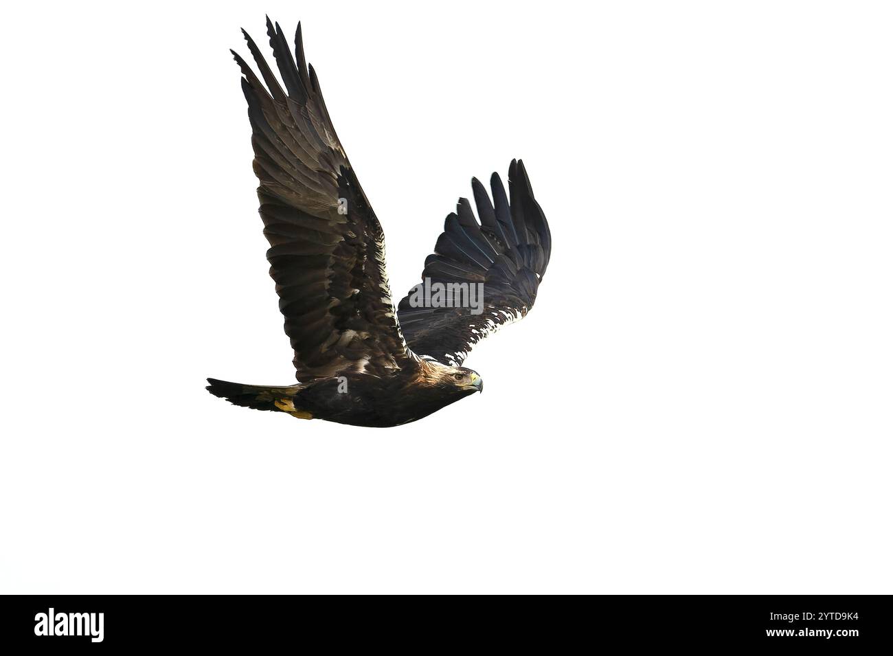 Aigle impérial espagnol adulte en vol dans une prairie méditerranéenne aux premières lueurs d'une journée ensoleillée à la fin de l'automne Banque D'Images