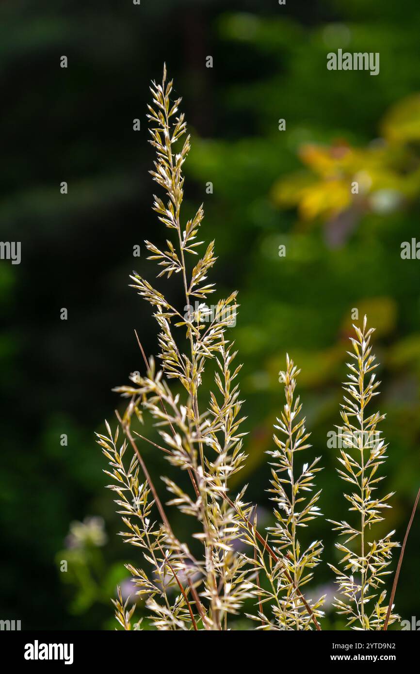 Calamagrostis arundinacea est une espèce de graminées de la famille des Poaceae, originaire d'Eurasie, de Chine et d'Inde. gros plan des mauvaises herbes de montagne tropicale Banque D'Images