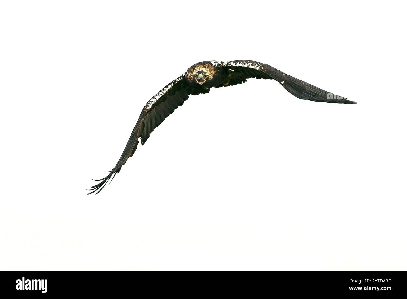Aigle impérial espagnol adulte en vol dans une prairie méditerranéenne aux premières lueurs d'une journée ensoleillée à la fin de l'automne Banque D'Images