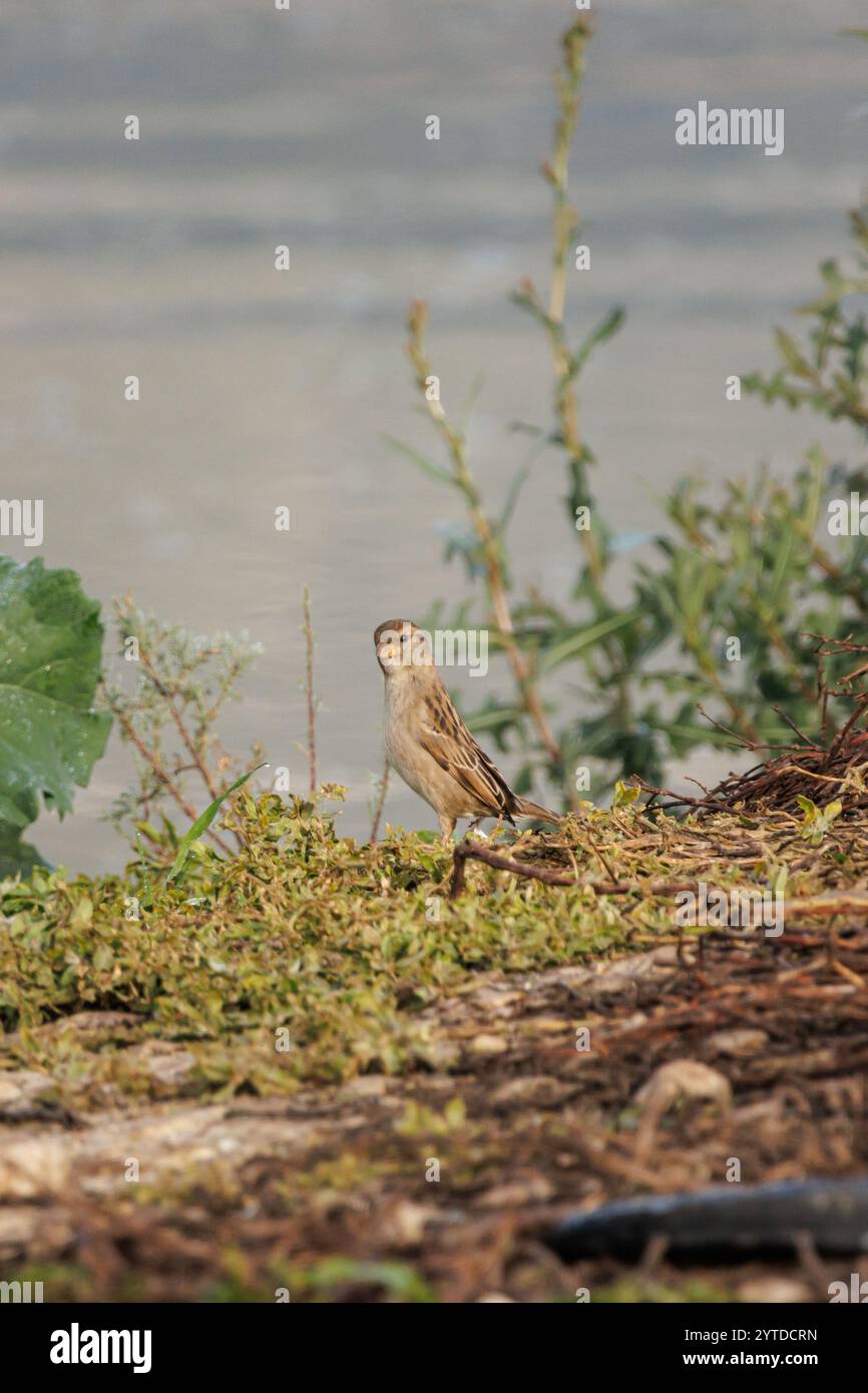 Zitting Cisticola, Cisticola juncidis perché sur la rive du réservoir Beniarres, Espagne Banque D'Images