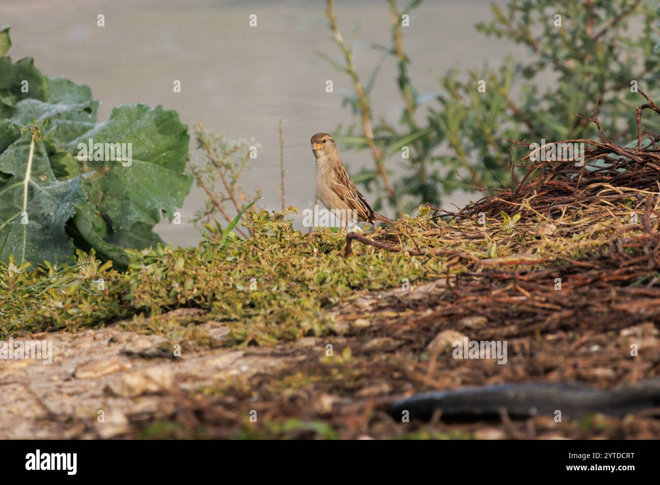 Zitting Cisticola, Cisticola juncidis perché sur la rive du réservoir Beniarres, Espagne Banque D'Images