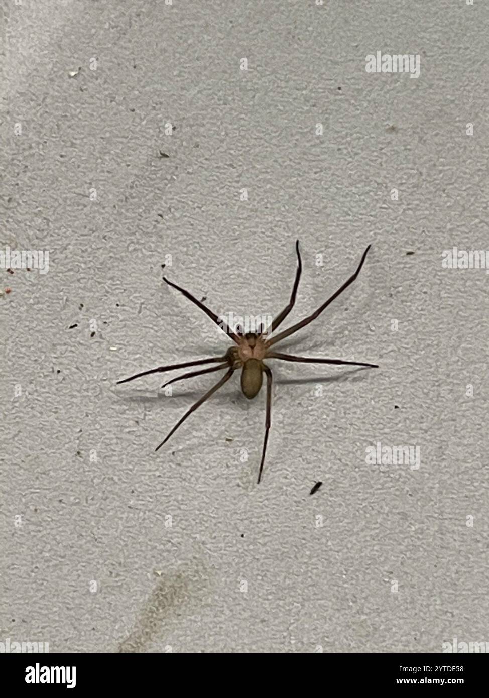 Recluse brune (Loxosceles reclusa) Banque D'Images