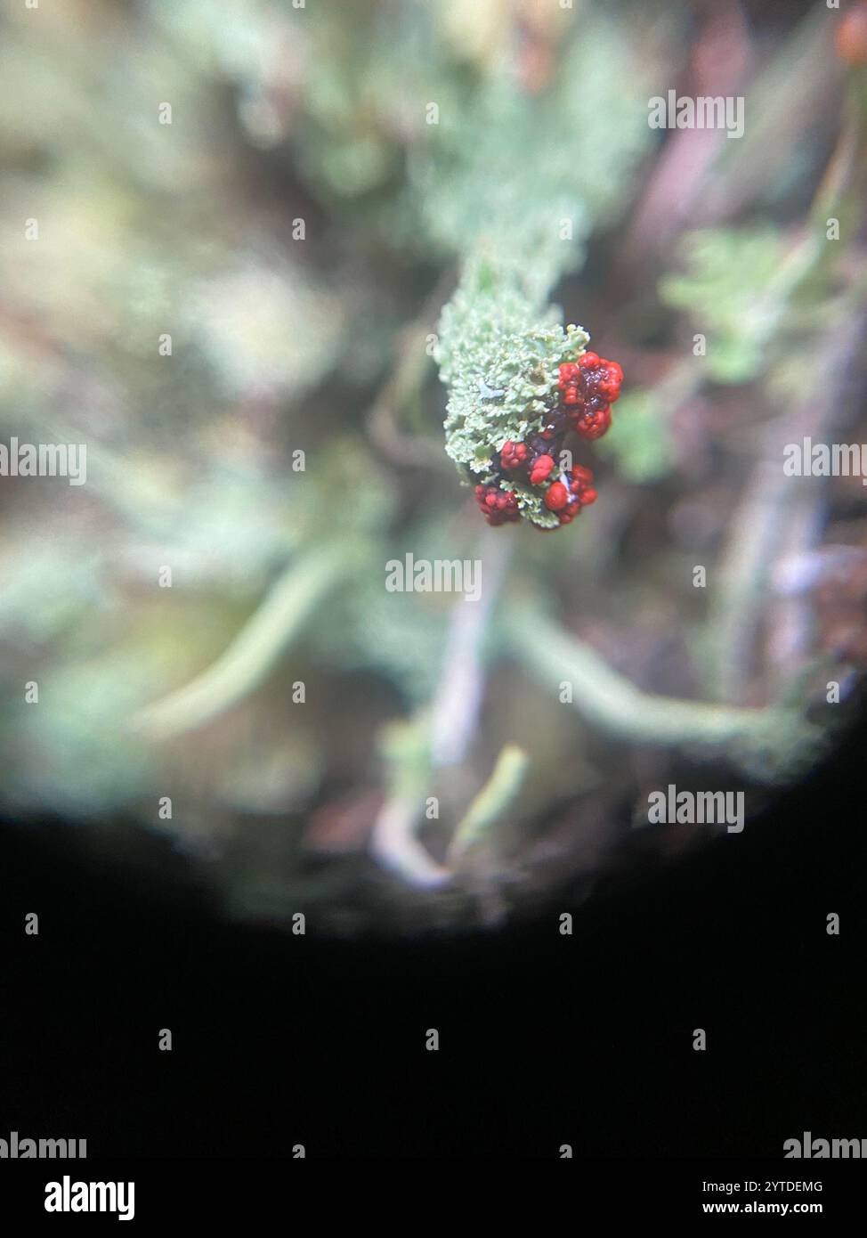 Soldats jouets (Cladonia bellidiflora) Banque D'Images