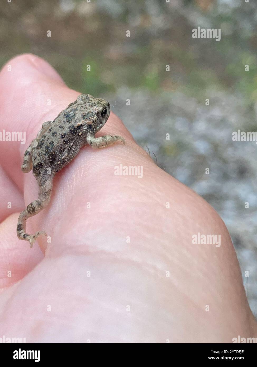 Crapaud variable (Bufotes viridis sitibundus) Banque D'Images