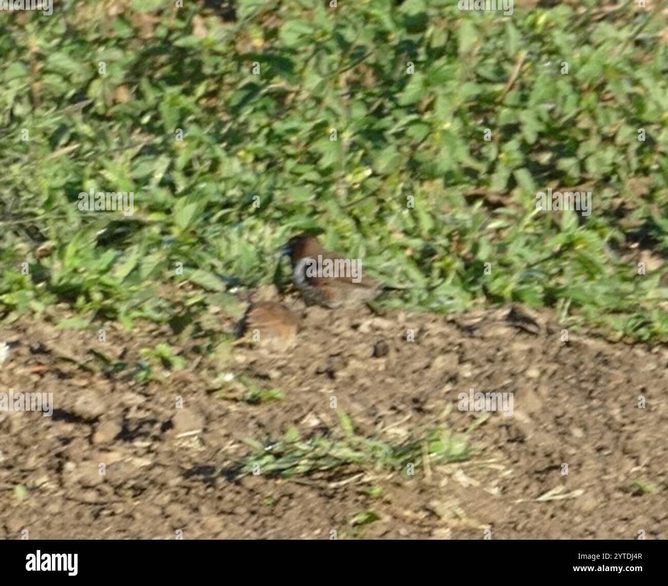 Mannikin en bronze (Spermestes cucullata) Banque D'Images