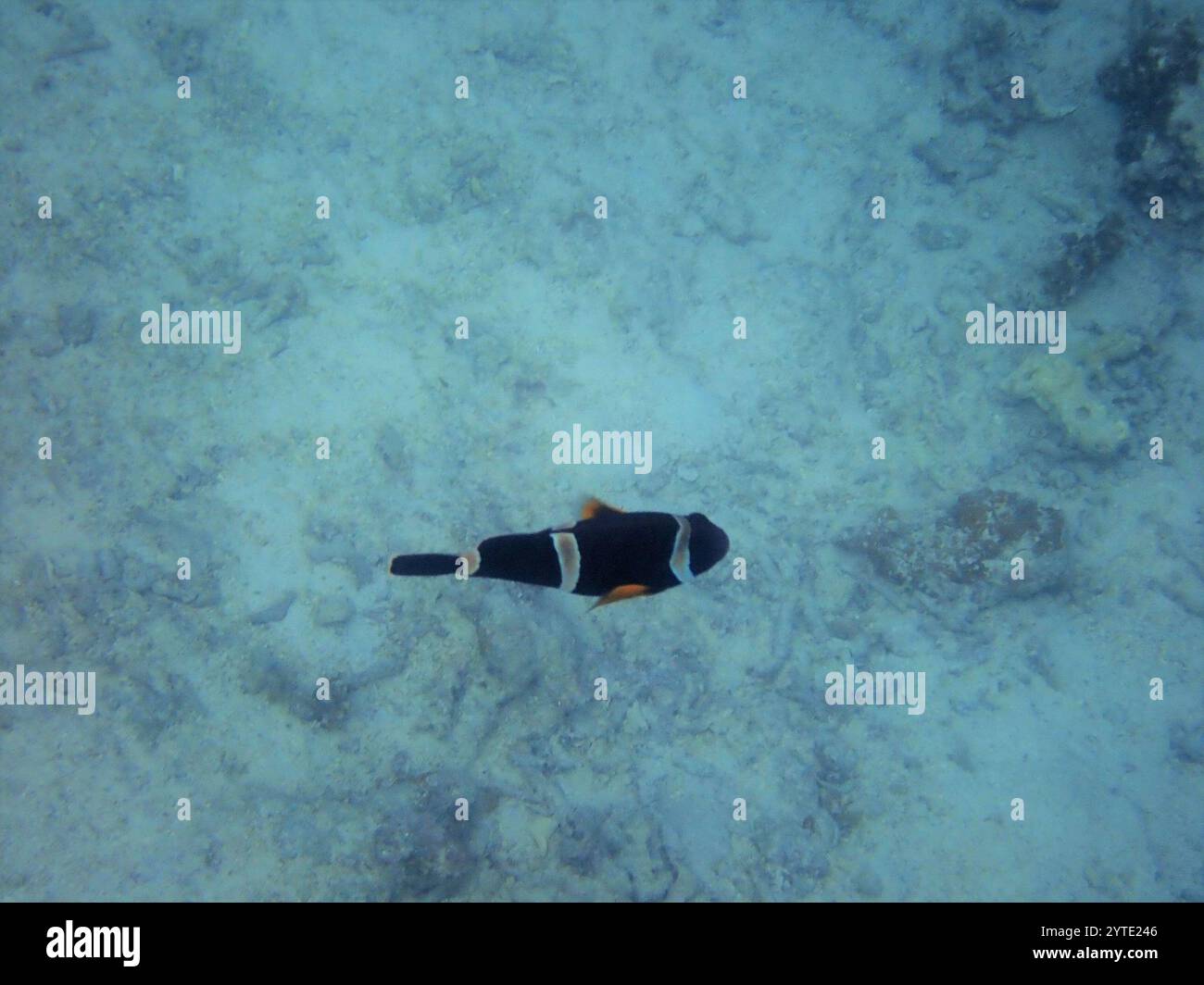 Anemonefish mauricien (Amphiprion chrysogaster) Banque D'Images