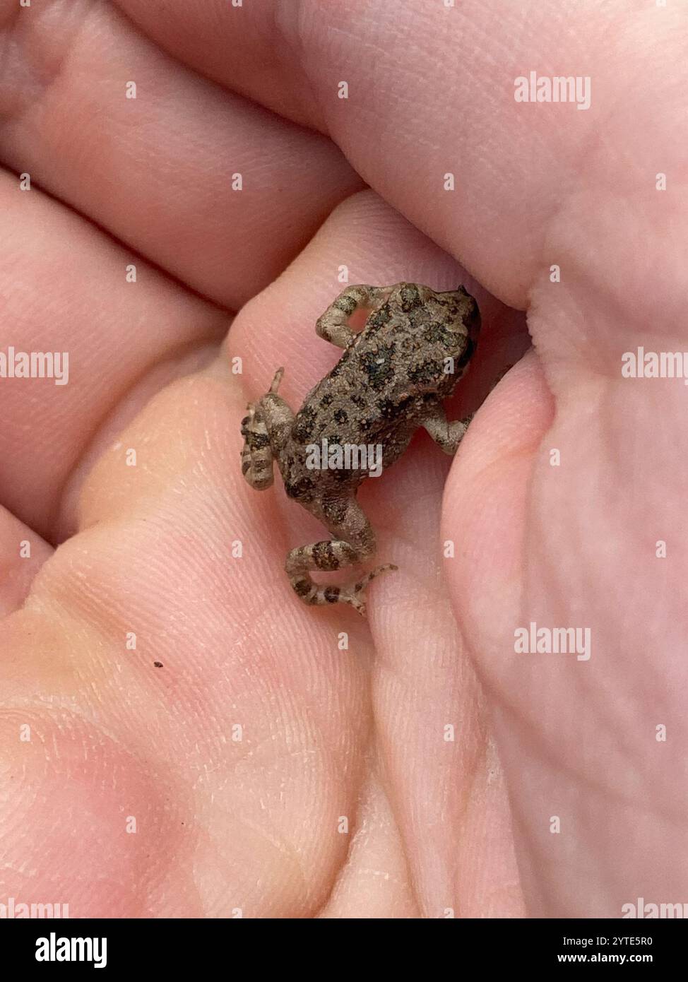 Crapaud variable (Bufotes viridis sitibundus) Banque D'Images