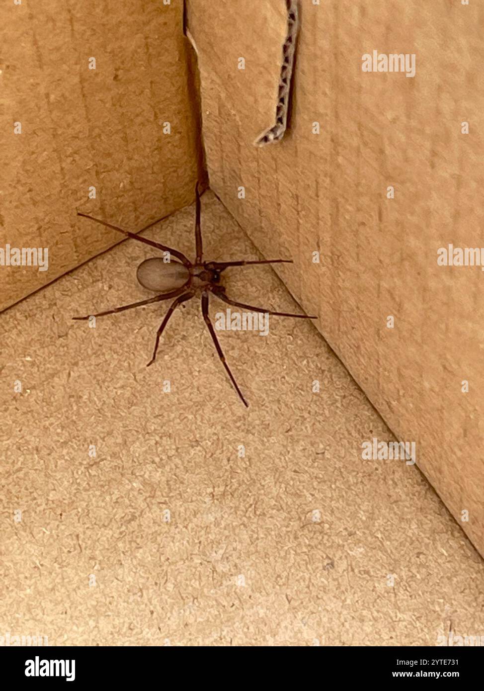 Recluse brune (Loxosceles reclusa) Banque D'Images