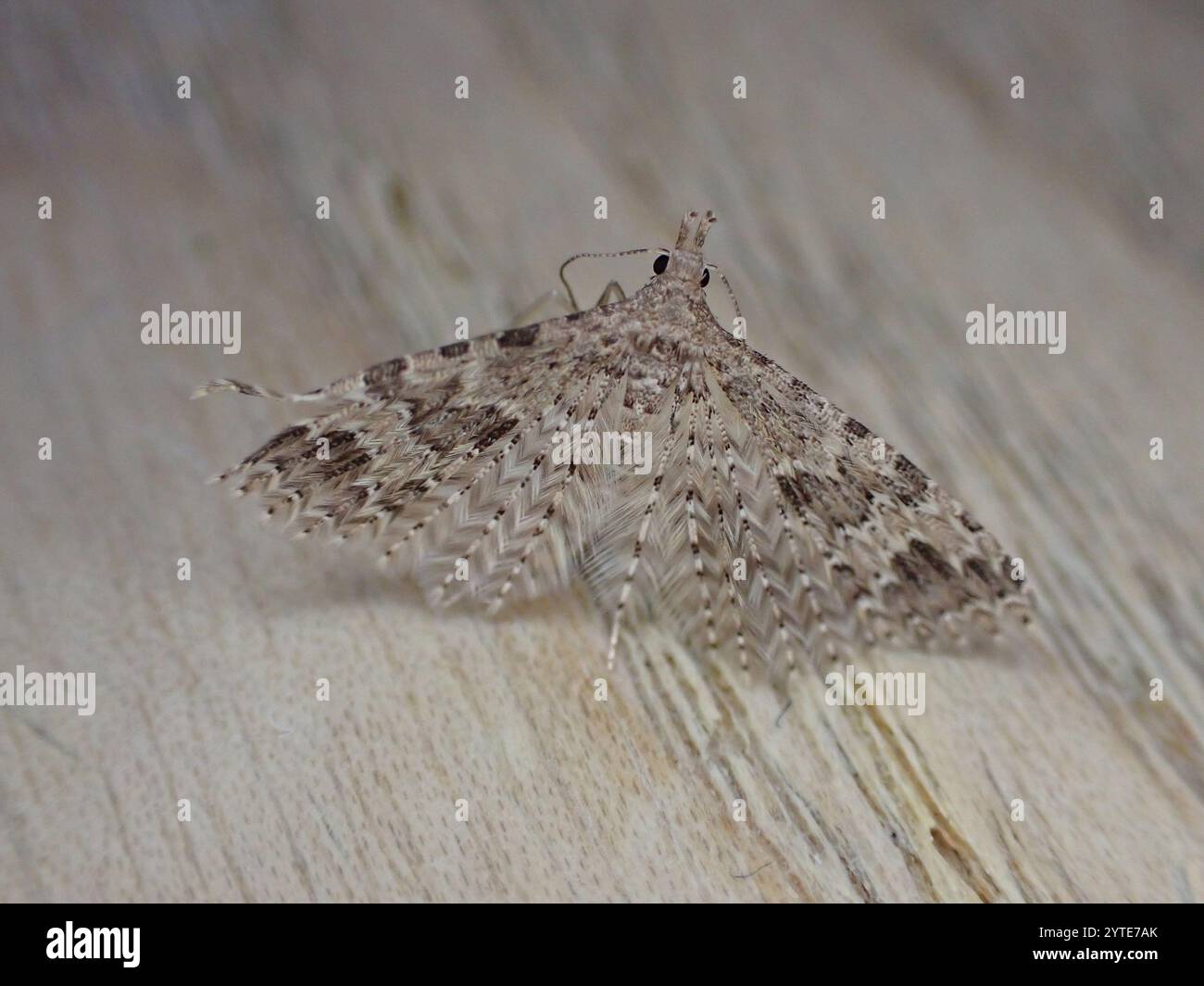 Vingt-plume Moth (Alucita hexadactyla) Banque D'Images