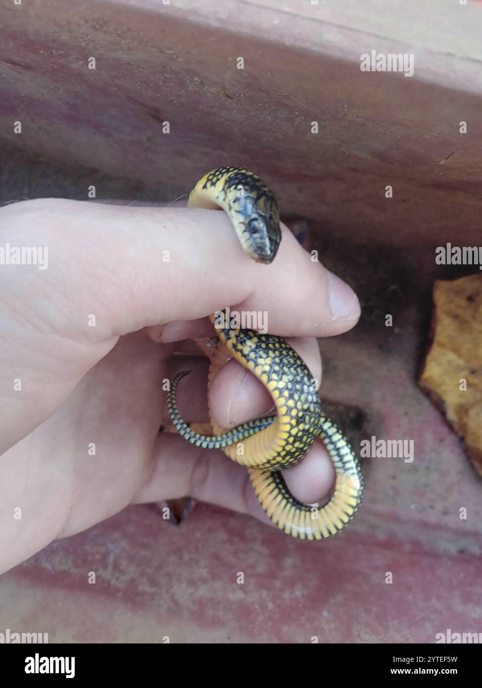 Serpent terrestre militaire (Erythrolamprus miliaris) Banque D'Images