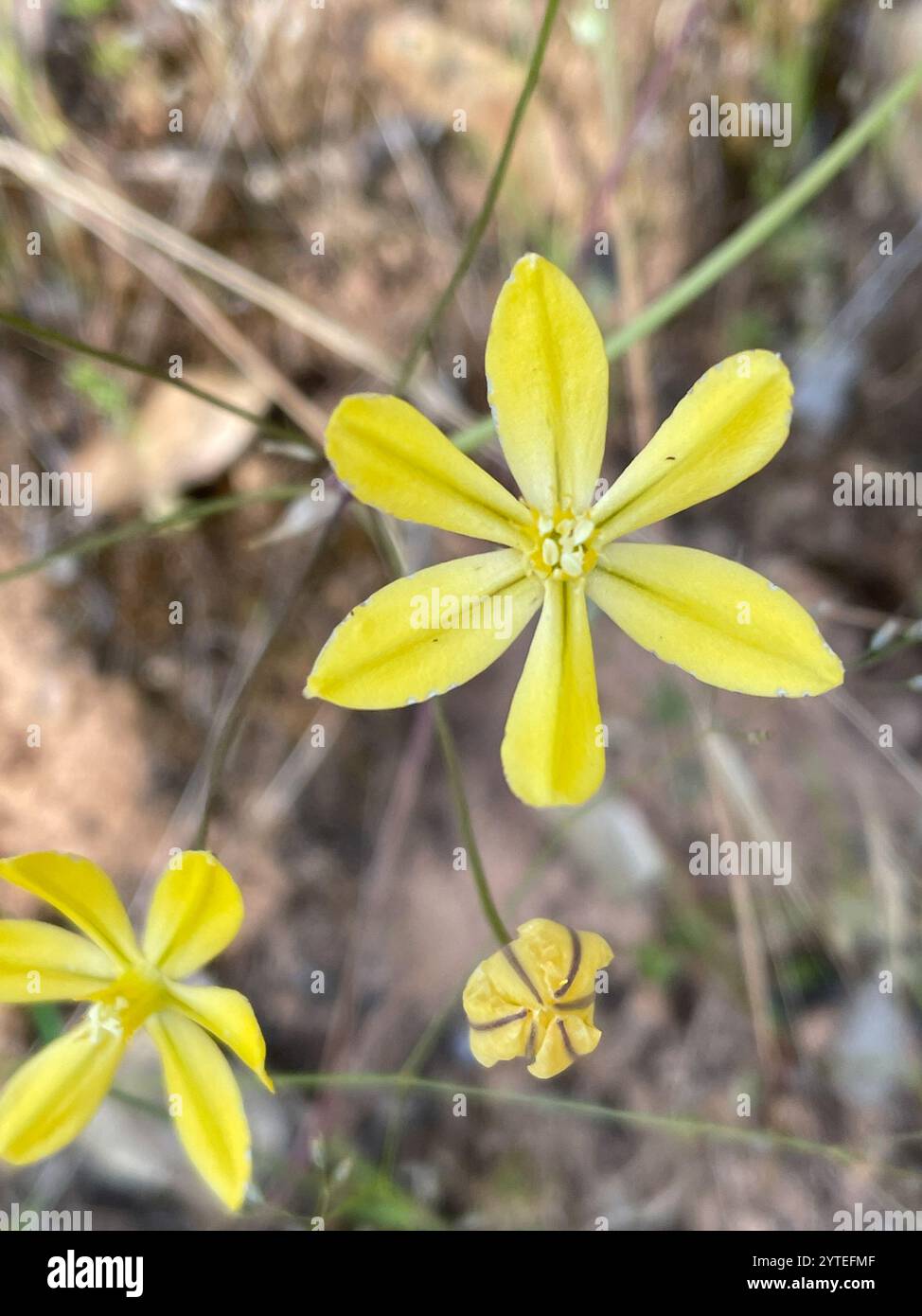 Prettyface (Triteleia ixioides) Banque D'Images