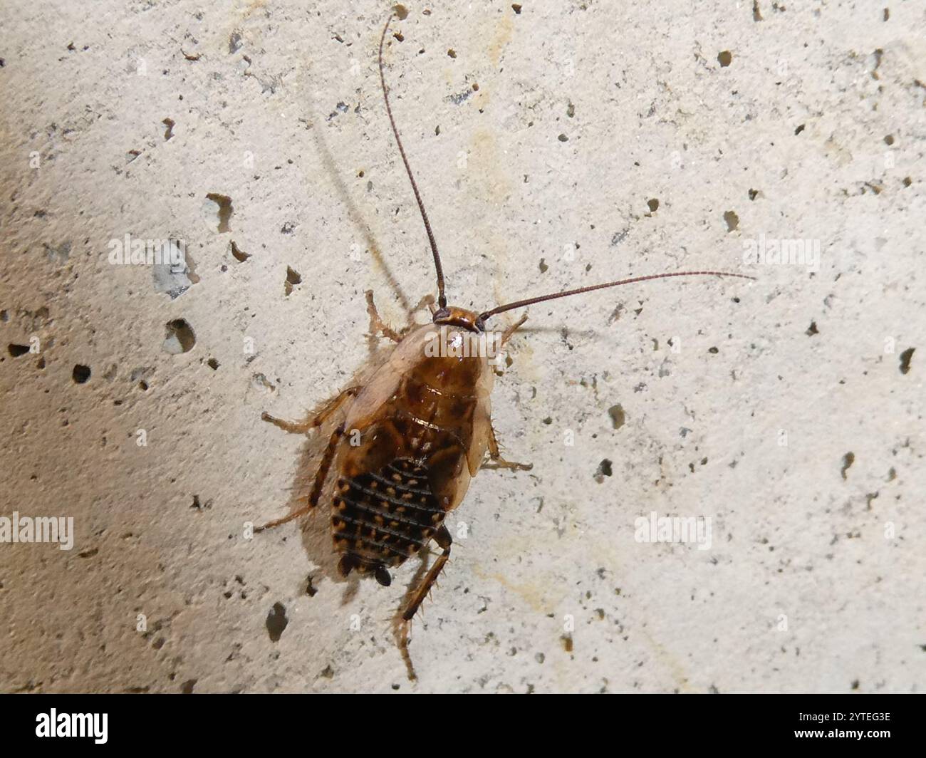 (Ectobius lapponicus cafard sombre) Banque D'Images