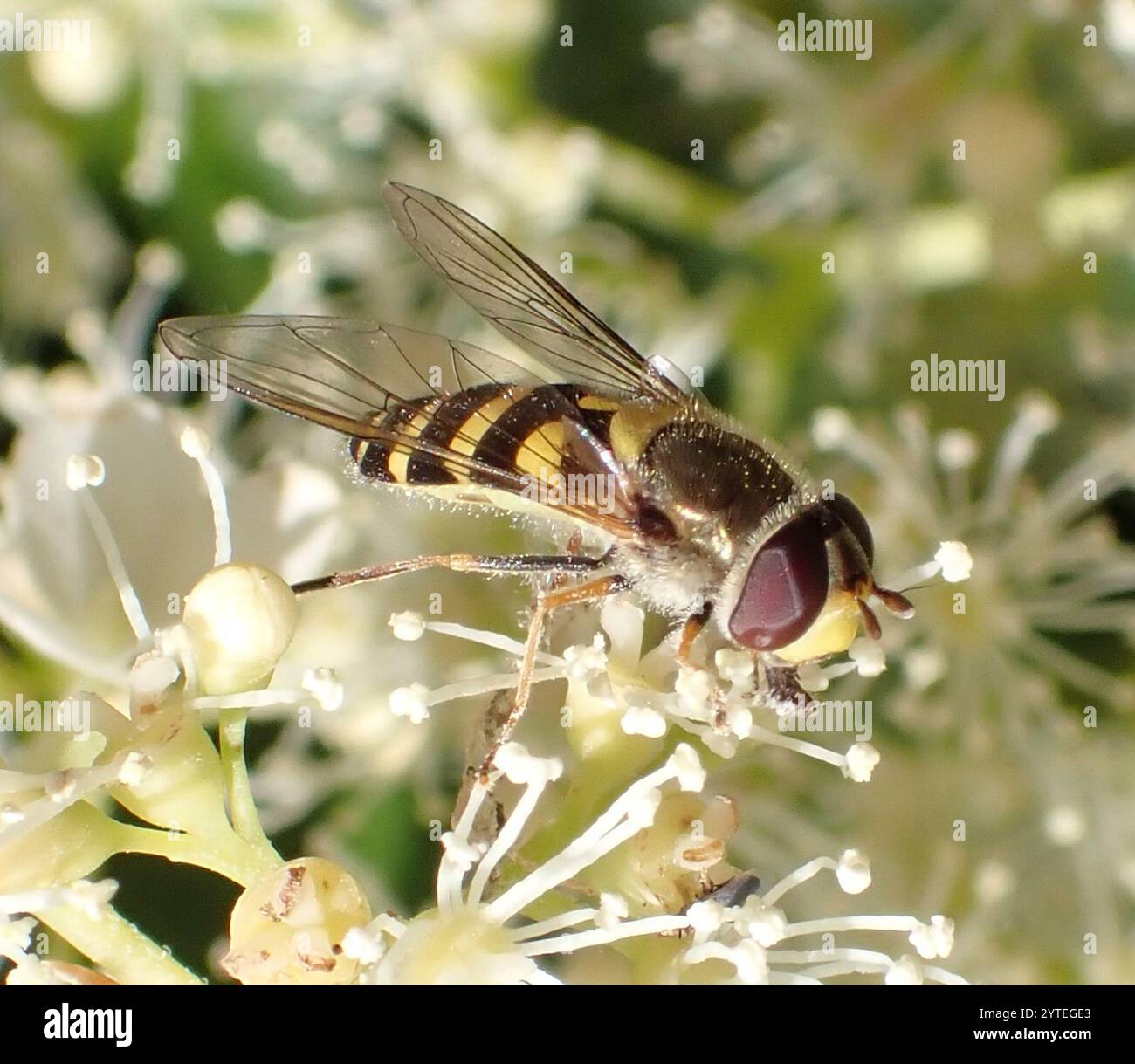 Mouche à fleurs noires (Syrphus vitripennis) Banque D'Images