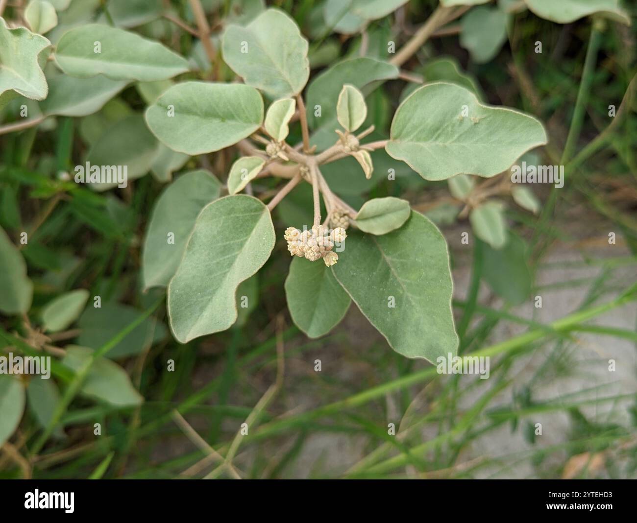 Plage Croton (Croton punctatus) Banque D'Images